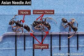 When they find large prey or other foods that one ant cannot carry back to the nest, ant. Non Native Stinging Ant Confirmed In Southwest Ohio Bygl