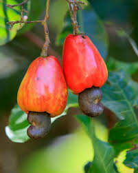 Check spelling or type a new query. The Internet Just Realized This Is How Cashews Grow And People Are Stunned Abc News