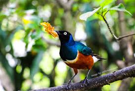 Bahkan penamaan burung pipit sendiri diakibatkan. Burung Pipit Bird Photo Birds Animals