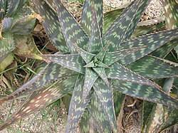 Image result for Aloe luapulana