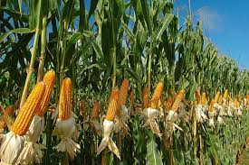 Corn Maturity And Drydown Thompsons