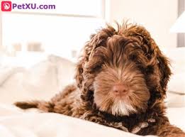While a wavy coat consists of a series of flowing curves, a curly coat is made up of cylindrical, compact curls. Curly Haired Dog Breeds Small Vs Big Curly Haired Dog Which Is The Perfect Choice For You Petxu