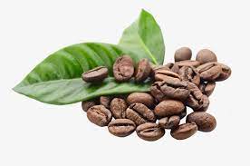 咖啡豆清晰 咖啡豆 图片 清晰 素材 coffee plant coffee grain growing coffee