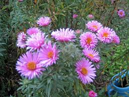 Lulu vedi altre pps inviate da. File Bellissimi Fiori Sono Astri Panoramio Jpg Wikimedia Commons