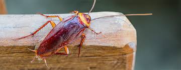 How long does it take for no pest strips to work? Types Of Cockroaches Roach Removal Control Orkin