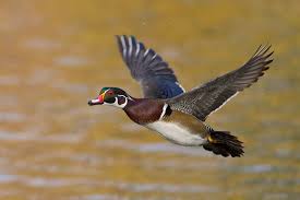 Pin By Ryan Wirtes On Birds Wood Ducks Bird Art Duck Season