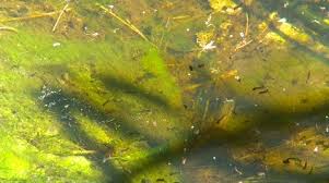 Mosquitoes lay their eggs in standing, stagnant water. Mosquito Larvae Stock Video Footage Royalty Free Mosquito Larvae Videos Page 3