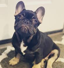 Black And Tan Frenchie Cost Chocolate And Tan French Bulldog Puppy Mr Cruz Jr Such Handsome Boys French Bulldog Puppy Boys Like
