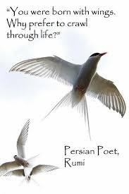Touchn2btouched Creativity Quotes Rumi Quotes Rumi