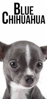 Blue Chihuahua What This Unusual Color Is Really Telling You