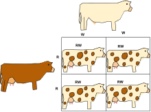 Please refer to the appropriate style manual or other sources if you have any questions. Codominance Biology Online Dictionary