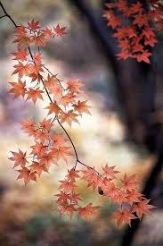 Leuke Achtergronden Voor Je Telefoon 3 Herfst Lifestylelou Achtergronden Herfstfotografie Herfst Fotografie