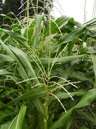 Image result for Zea mays