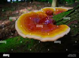 Image result for Ganoderma tsugae