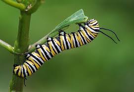 Pin On Caterpillars
