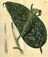 9530 Dieffenbachia Seguine Jacq Schott Var Maculatum As Caladium Seguinum Jacq Vent Var Maculatum Curtis S Botanical Magazine T 2523 2606 Vol 5
