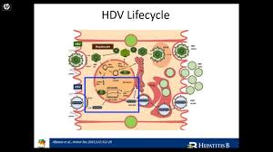 The hepatitis delta virus (hdv) is a defective hepatotropic virus that affects only patients with hepatitis b virus (hbv) infection. Hepatitis Delta Molecular Virology More Insight On The Virus Youtube
