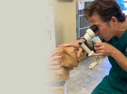 Animal allergy & dermatology3318 w cary st. Virginia North Carolina South Carolina Pet Eye Care Animal Eye Care
