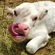 Nose Piercing Drawing In 2019 Piercing Needles Piercings Baby Cows