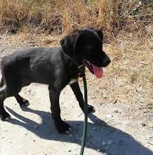 Labradoodle puppies lancaster puppies puppies for sale adoption dogs animals animales animaux doggies. 9livqqst3movvm