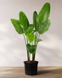 Image result for Strelitzia