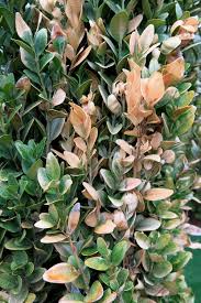 Shredded pine bark is a great choice that also looks good in most yards. Boxwood Yellowing Pix