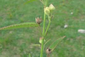 Image result for Sida spinosa
