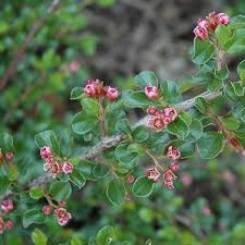 Image result for Cotoneaster