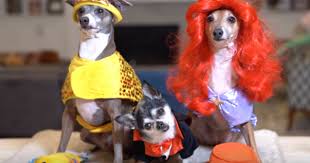 But i am making her, max, mr. Jenna Marbles Dogs In Halloween Costumes Is The Video You Need In Your Life Her Ie