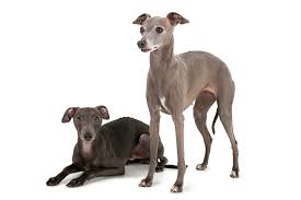 Italian Greyhound Dog Breed Information