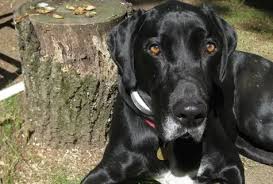 Check spelling or type a new query. How To Get A Dog From Craigslist 2021 Thatmutt Com