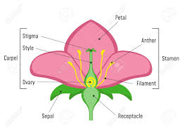 When pollen reaches the stigma, it begins to grow a tube through the style called a pollen tube, which will. Flower Parts Diagram Plant Structure Royalty Free Cliparts Vectors And Stock Illustration Image 124796332