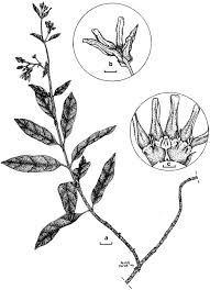 Image result for Raphionacme monteiroae