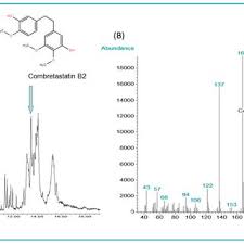 Image result for Combretum psidioides