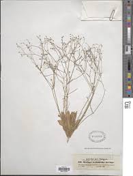 Image result for Strophanthus bequaertii