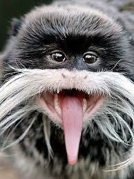 Tamarin Apen Monkeys Emperor Monkeys Animals You Ve Animal Tongue Animals Beautiful Animals Wild Monkeys Funny