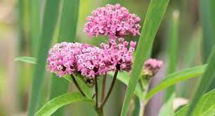 Clair johnson our first walk at euclid creek reservation. Common Wildflowers In Northeast Ohio Summit Metro Parks