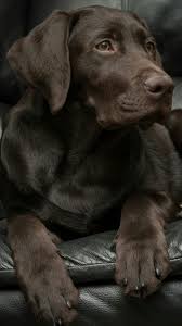 I Mean Really How Could Nik Say No To Those Eyes Dogs Lab Dogs Labrador Retriever Training