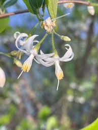 Image result for Styracaceae