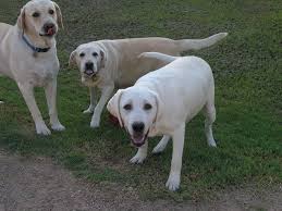 Check spelling or type a new query. My Akc Labradors My Lab Puppies