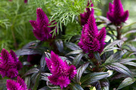 Image result for Celosia elegantissima