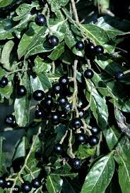 Image result for Cryptocarya