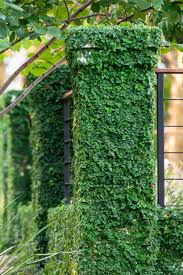 Image result for Ficus pygmaea