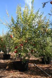 Maybe you would like to learn more about one of these? Pomegranate California Tropical Fruit Tree Nursery Fruit Tree Nursery Fruit Trees Pomegranate Tree