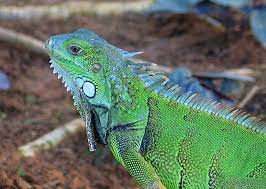 Pin By Holly Ray On Reptiles Green Iguana Iguana Baby Iguana