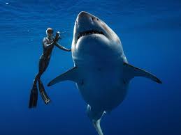Check spelling or type a new query. Diver Filmed With Huge Great White Sharks Must Be Protected Not Feared Sharks The Guardian