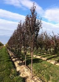 It has a showy white flower that blooms in april. Crimson Pointe Plum Tree Form Siebenthaler S
