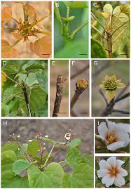 Maybe you would like to learn more about one of these? Frontiers Flower Development And Sex Determination Between Male And Female Flowers In Vernicia Fordii Plant Science