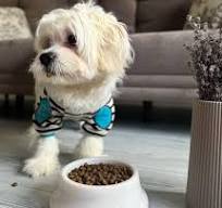 White Marble Pet Feeding Bowl: Minimalist Cat/dog Bowl - Etsy