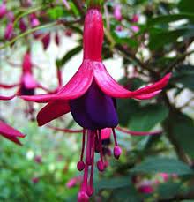 Hardy Fuchsia Magellanica Senorita Fuchsia Garden Single Flower Fuchsia